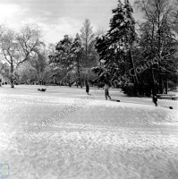 Harlow Carr, Harlow Moor and Pine Woods